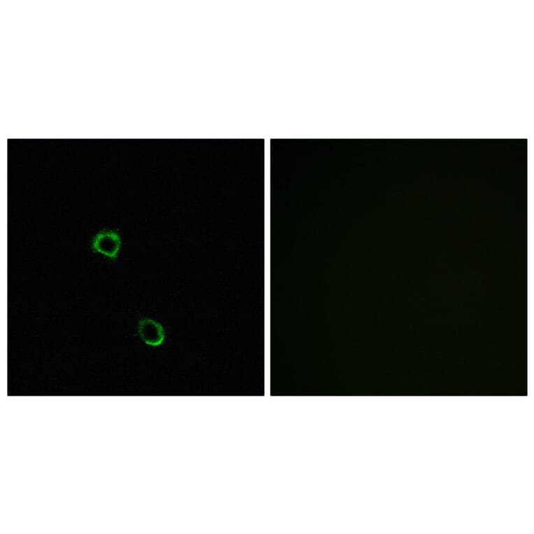 Immunofluorescence - Anti-OR2M2 Antibody (G560) - Antibodies.com