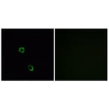Immunofluorescence - Anti-OR2M2 Antibody (G560) - Antibodies.com