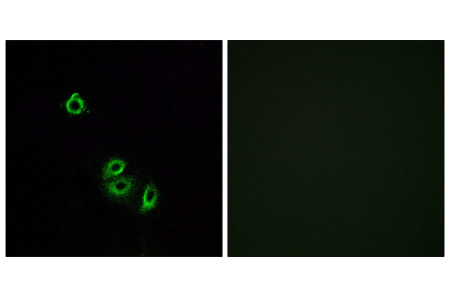 Immunofluorescence - Anti-OR2L5 Antibody (G556) - Antibodies.com