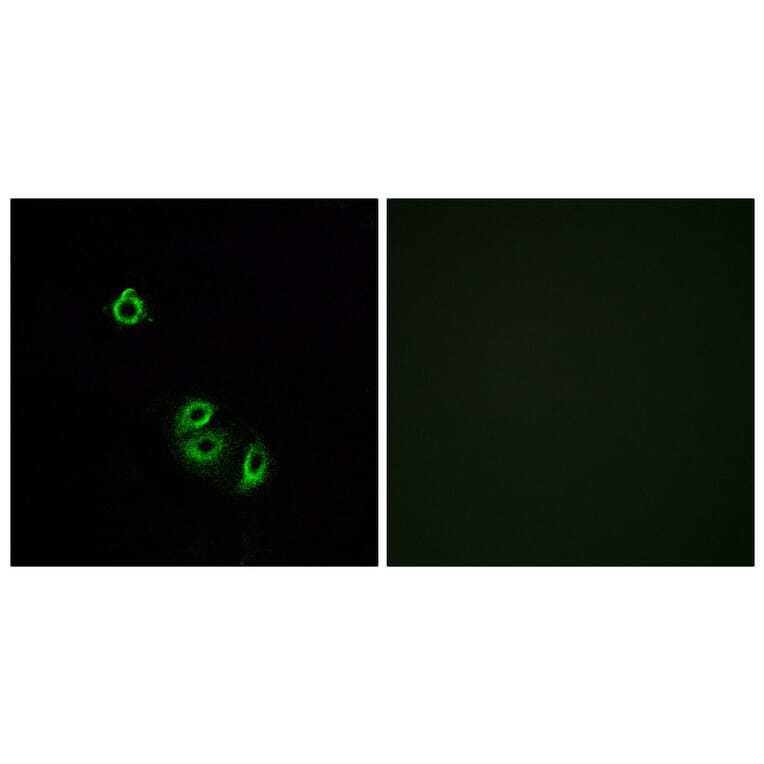 Immunofluorescence - Anti-OR2L5 Antibody (G556) - Antibodies.com