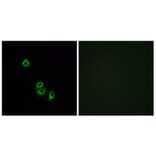 Immunofluorescence - Anti-OR2L5 Antibody (G556) - Antibodies.com