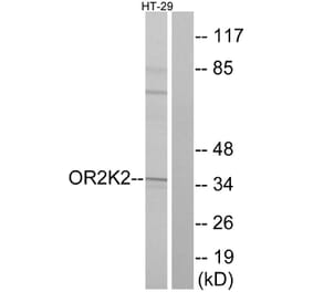 Western Blot - Anti-OR2K2 Antibody (G555) - Antibodies.com