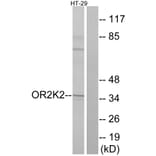 Western Blot - Anti-OR2K2 Antibody (G555) - Antibodies.com