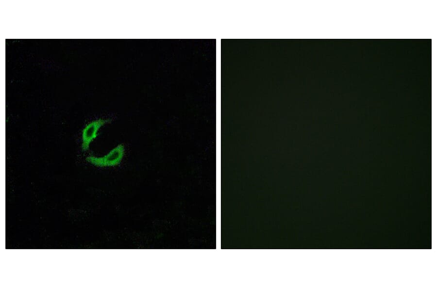 Immunofluorescence - Anti-OR2K2 Antibody (G555) - Antibodies.com