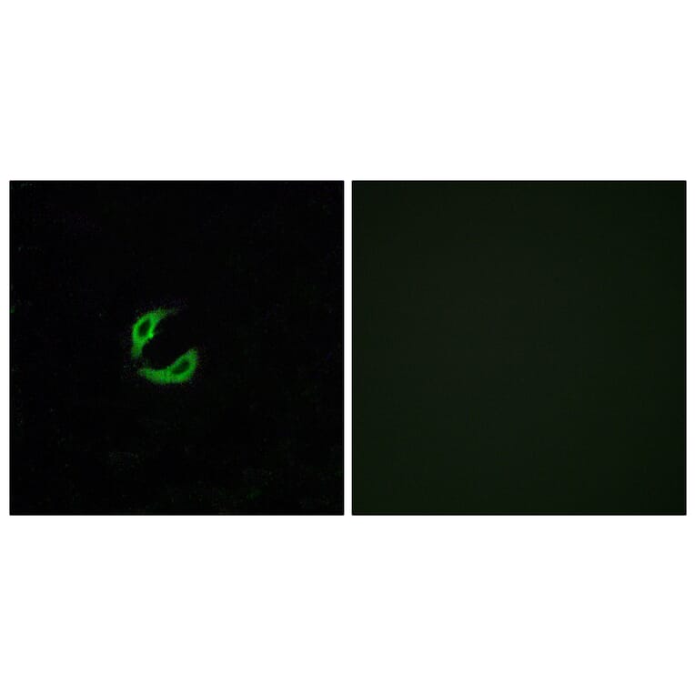 Immunofluorescence - Anti-OR2K2 Antibody (G555) - Antibodies.com