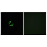Immunofluorescence - Anti-OR2K2 Antibody (G555) - Antibodies.com