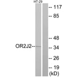 Western Blot - Anti-OR2J2 Antibody (G553) - Antibodies.com