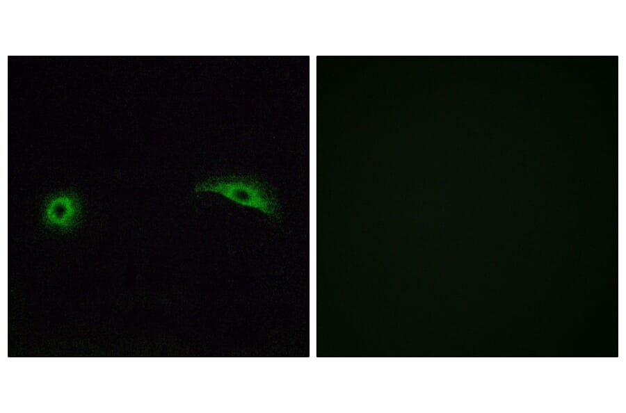 Immunofluorescence - Anti-OR2J2 Antibody (G553) - Antibodies.com