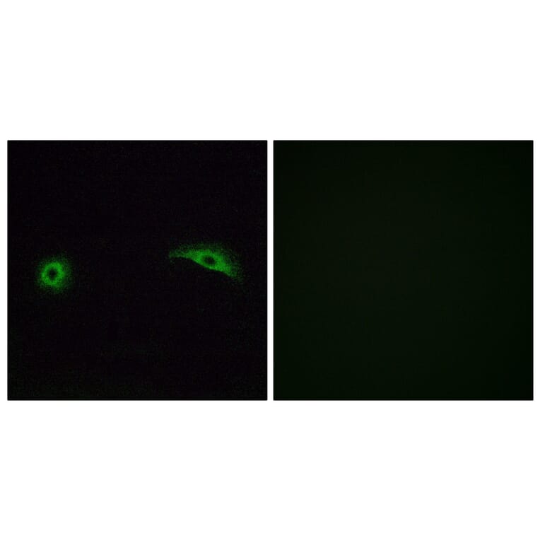 Immunofluorescence - Anti-OR2J2 Antibody (G553) - Antibodies.com