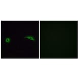 Immunofluorescence - Anti-OR2J2 Antibody (G553) - Antibodies.com