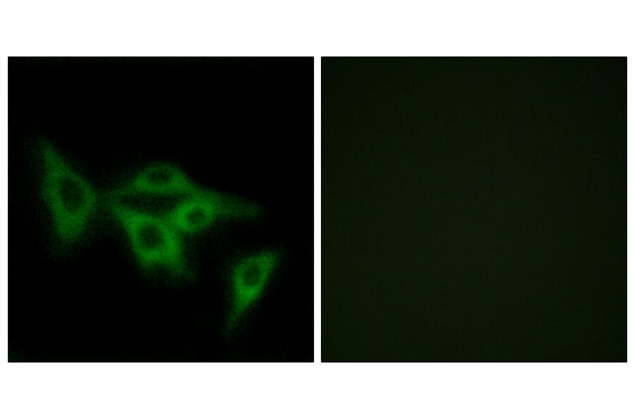 Immunofluorescence - Anti-OR2I1 Antibody (G552) - Antibodies.com