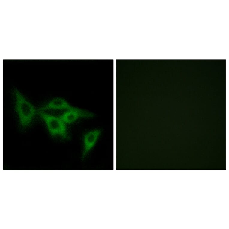 Immunofluorescence - Anti-OR2I1 Antibody (G552) - Antibodies.com