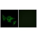 Immunofluorescence - Anti-OR2I1 Antibody (G552) - Antibodies.com