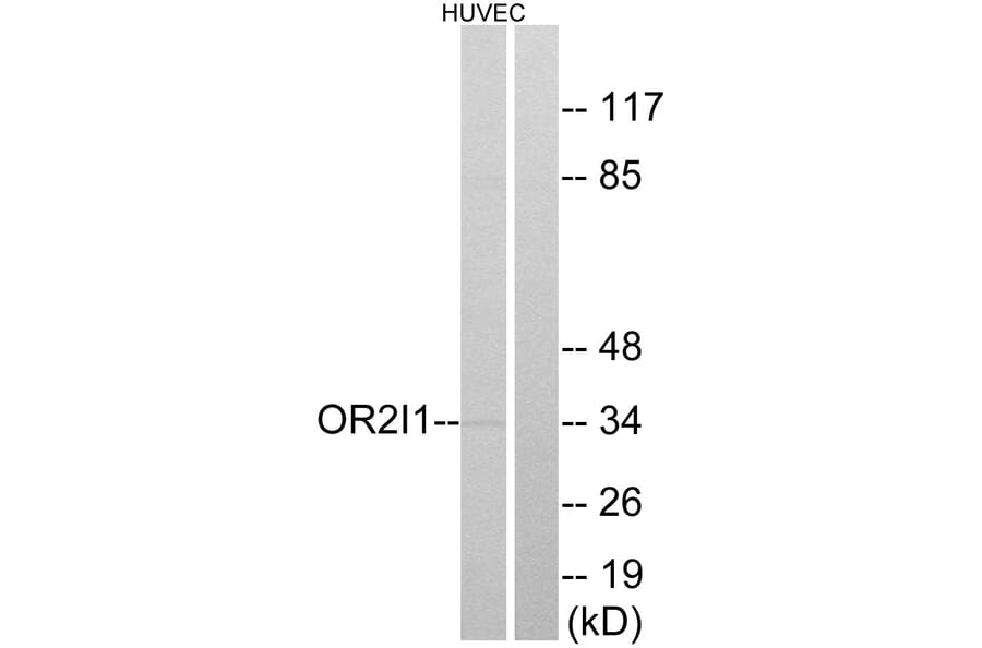 Western Blot - Anti-OR2I1 Antibody (G552) - Antibodies.com