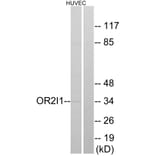 Western Blot - Anti-OR2I1 Antibody (G552) - Antibodies.com