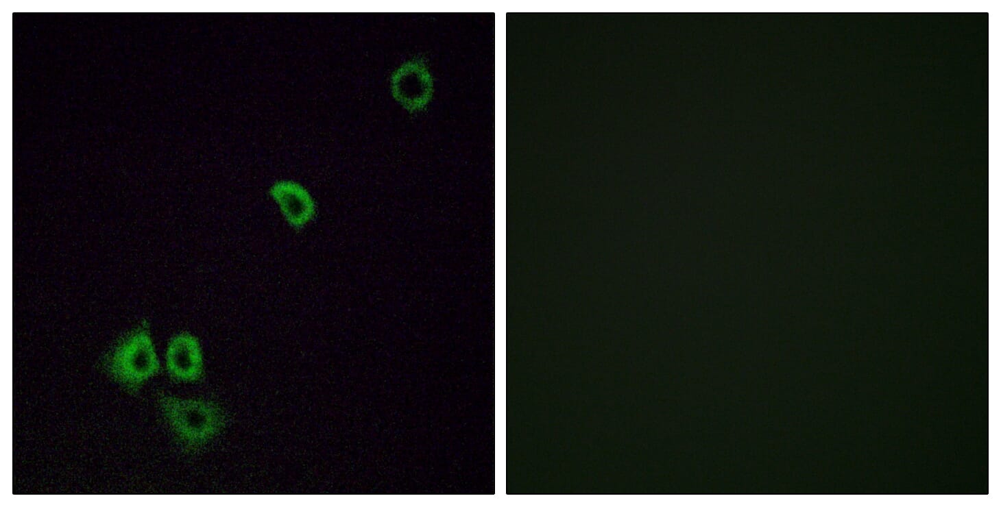 Immunofluorescence analysis of A549 cells using Anti-OR2G3 Antibody. The right hand panel represents a negative control, where the antibody was pre-incubated with the immunising peptide.