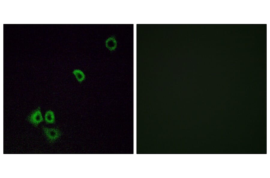Immunofluorescence - Anti-OR2G3 Antibody (G548) - Antibodies.com
