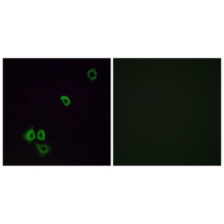 Immunofluorescence - Anti-OR2G3 Antibody (G548) - Antibodies.com