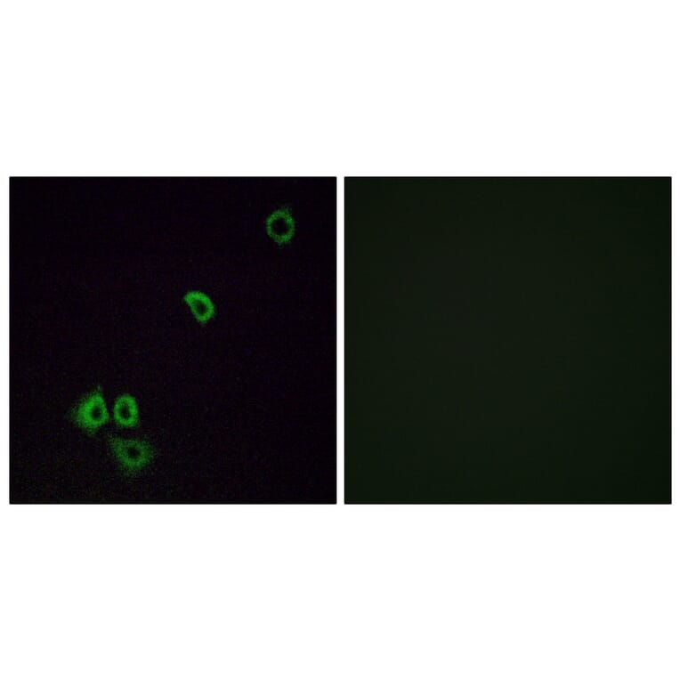 Immunofluorescence - Anti-OR2G3 Antibody (G548) - Antibodies.com