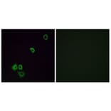 Immunofluorescence - Anti-OR2G3 Antibody (G548) - Antibodies.com