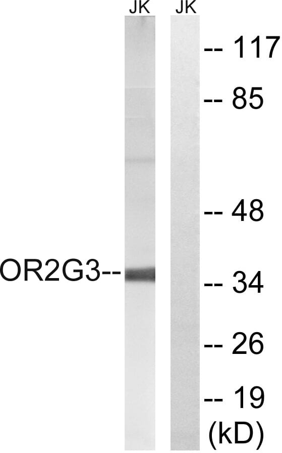 Western blot analysis of lysates from Jurkat cells using Anti-OR2G3 Antibody. The right hand lane represents a negative control, where the antibody is blocked by the immunising peptide.