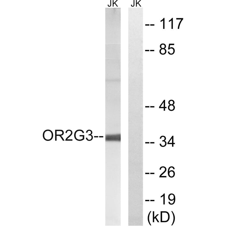 Western Blot - Anti-OR2G3 Antibody (G548) - Antibodies.com