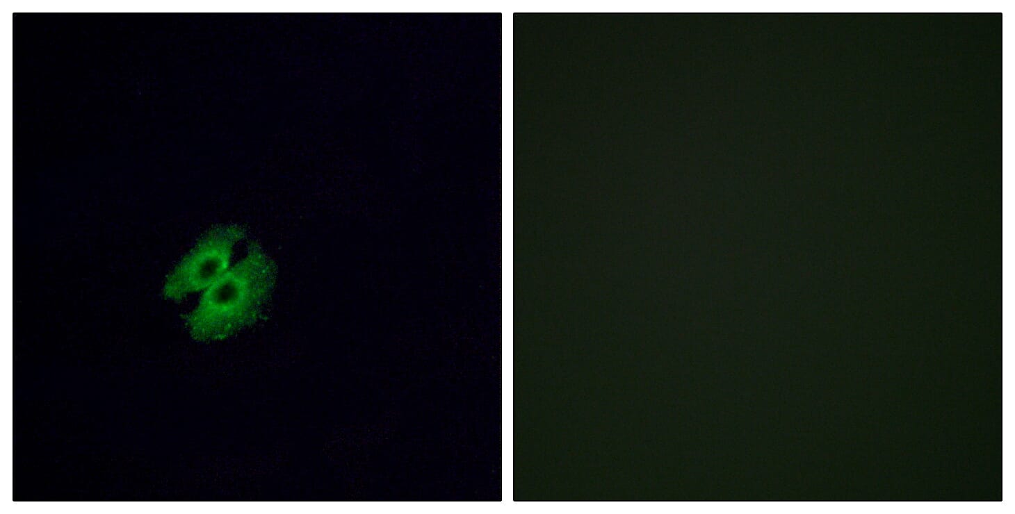 Immunofluorescence analysis of A549 cells using Anti-OR2G2 Antibody. The right hand panel represents a negative control, where the antibody was pre-incubated with the immunising peptide.