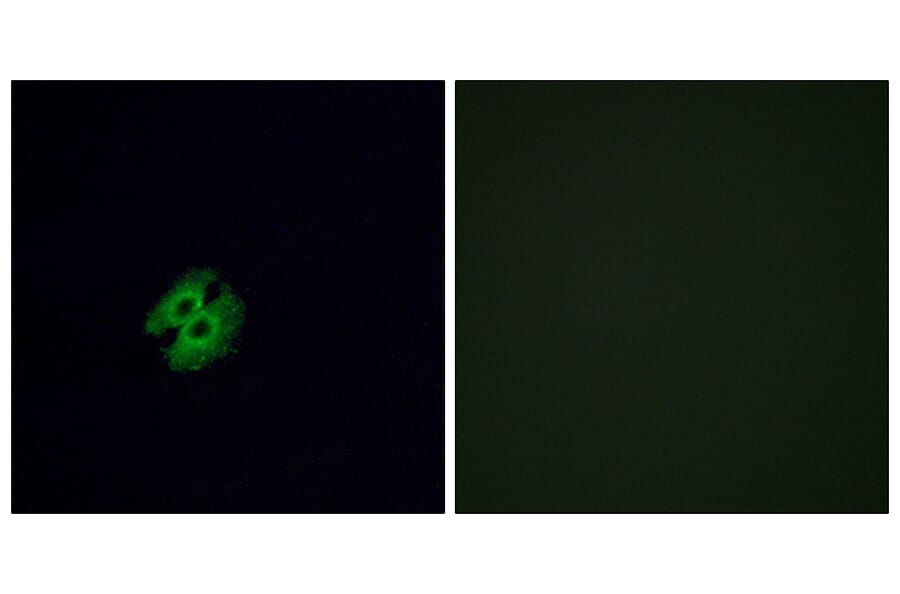 Immunofluorescence - Anti-OR2G2 Antibody (G547) - Antibodies.com