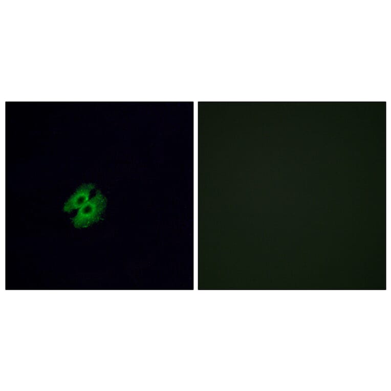 Immunofluorescence - Anti-OR2G2 Antibody (G547) - Antibodies.com