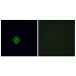 Immunofluorescence - Anti-OR2G2 Antibody (G547) - Antibodies.com