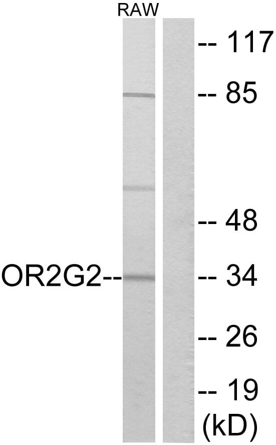 Western blot analysis of lysates from RAW264.7 cells using Anti-OR2G2 Antibody. The right hand lane represents a negative control, where the antibody is blocked by the immunising peptide.