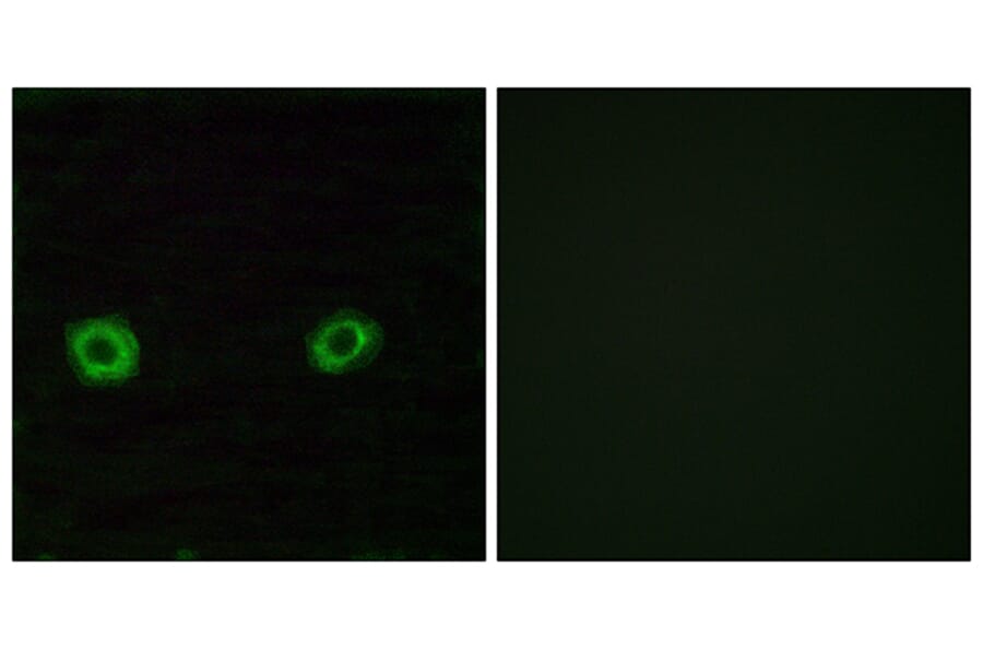 Immunofluorescence - Anti-OR2D3 Antibody (G546) - Antibodies.com