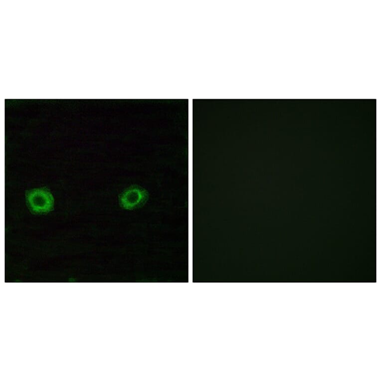 Immunofluorescence - Anti-OR2D3 Antibody (G546) - Antibodies.com