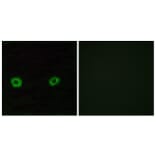 Immunofluorescence - Anti-OR2D3 Antibody (G546) - Antibodies.com