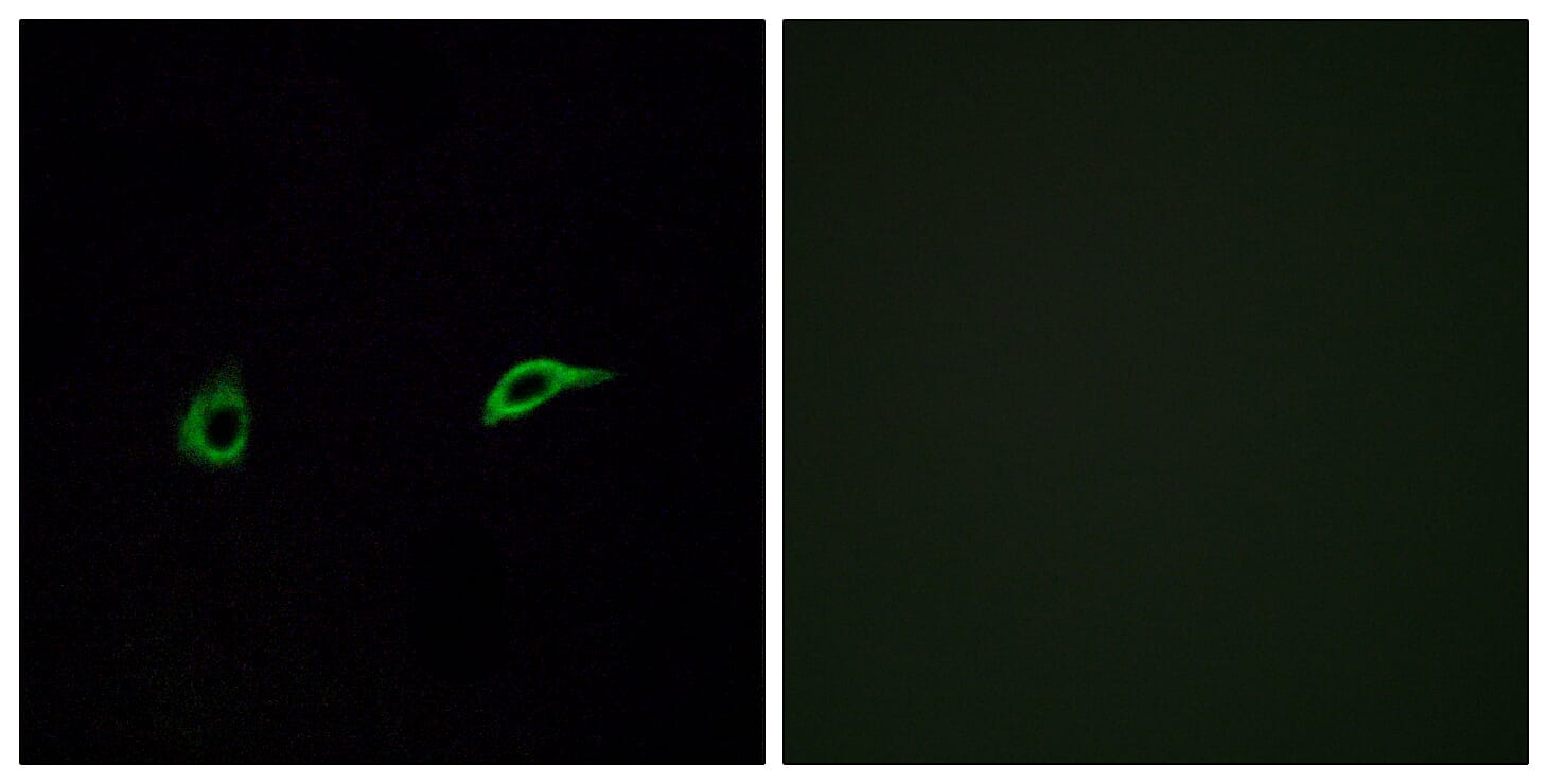 Immunofluorescence analysis of A549 cells using Anti-OR2C1 Antibody. The right hand panel represents a negative control, where the antibody was pre-incubated with the immunising peptide.