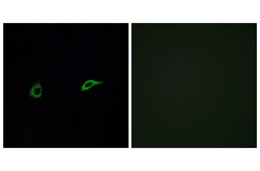 Immunofluorescence - Anti-OR2C1 Antibody (G543) - Antibodies.com