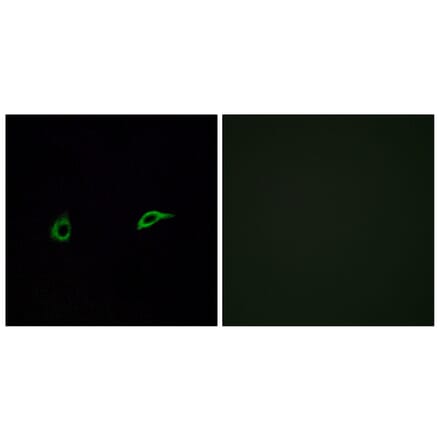 Immunofluorescence - Anti-OR2C1 Antibody (G543) - Antibodies.com