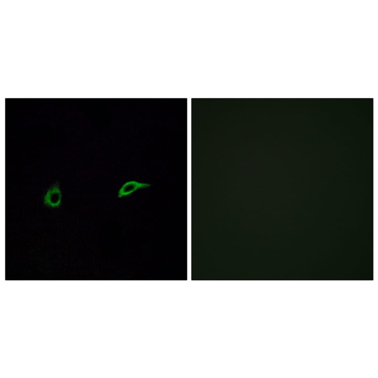 Immunofluorescence - Anti-OR2C1 Antibody (G543) - Antibodies.com