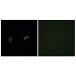 Immunofluorescence - Anti-OR2C1 Antibody (G543) - Antibodies.com