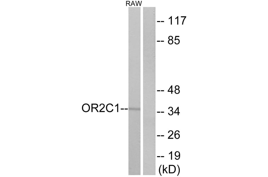 Western Blot - Anti-OR2C1 Antibody (G543) - Antibodies.com