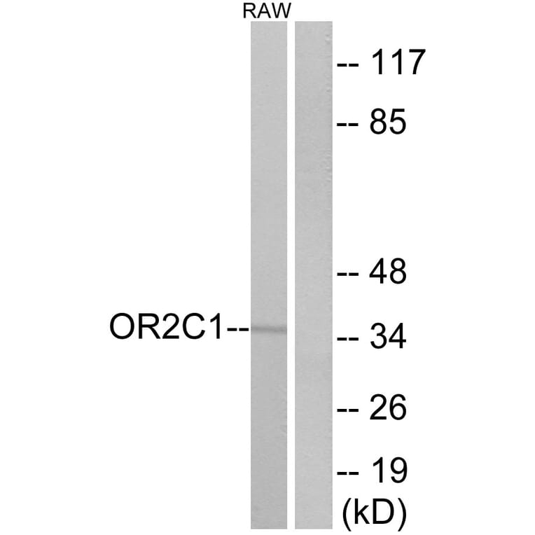 Western Blot - Anti-OR2C1 Antibody (G543) - Antibodies.com