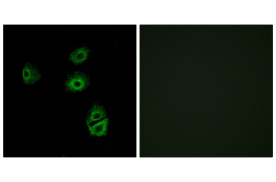 Immunofluorescence - Anti-OR2B2 Antibody (G539) - Antibodies.com