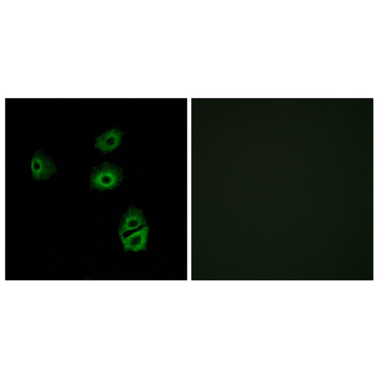 Immunofluorescence - Anti-OR2B2 Antibody (G539) - Antibodies.com