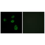 Immunofluorescence - Anti-OR2B2 Antibody (G539) - Antibodies.com