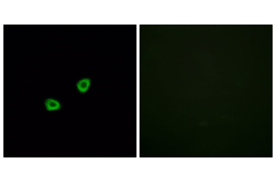 Immunofluorescence - Anti-OR1L6 Antibody (G529) - Antibodies.com