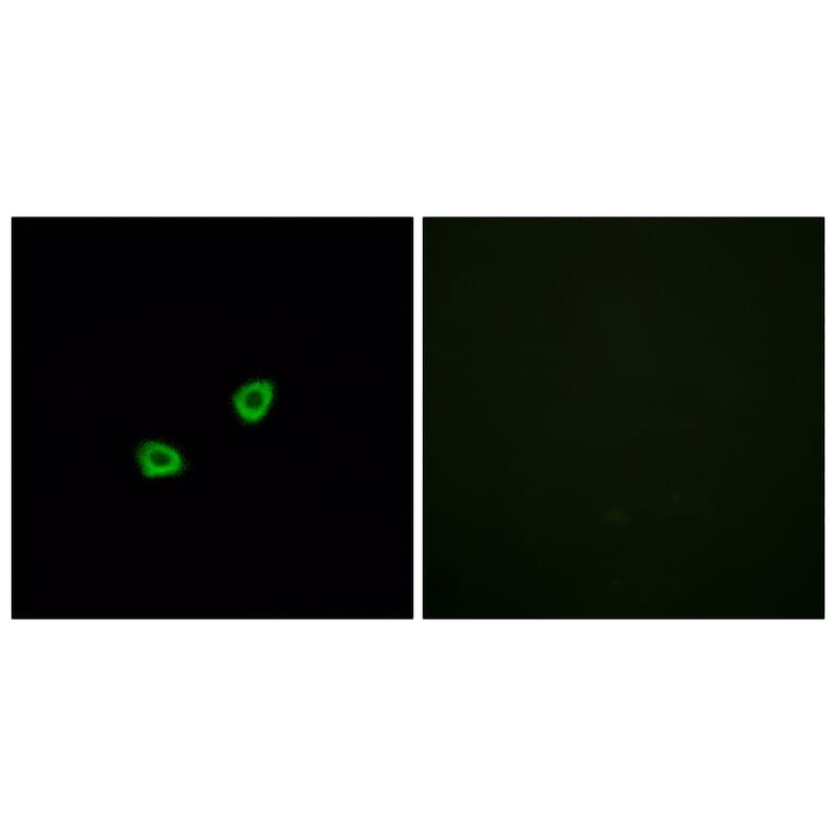 Immunofluorescence - Anti-OR1L6 Antibody (G529) - Antibodies.com