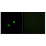 Immunofluorescence - Anti-OR1L6 Antibody (G529) - Antibodies.com