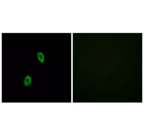 Immunofluorescence - Anti-OR1D2 Antibody (G516) - Antibodies.com