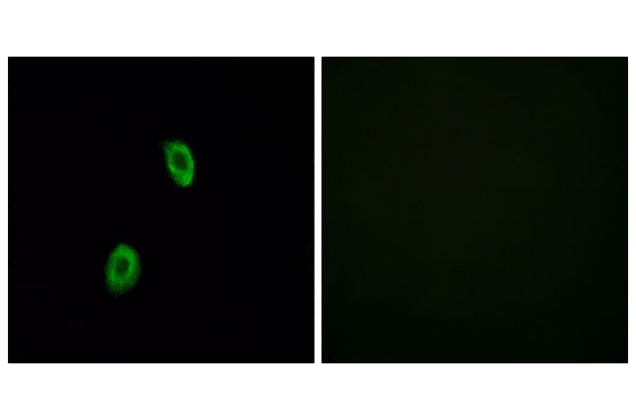 Immunofluorescence - Anti-OR1D2 Antibody (G516) - Antibodies.com