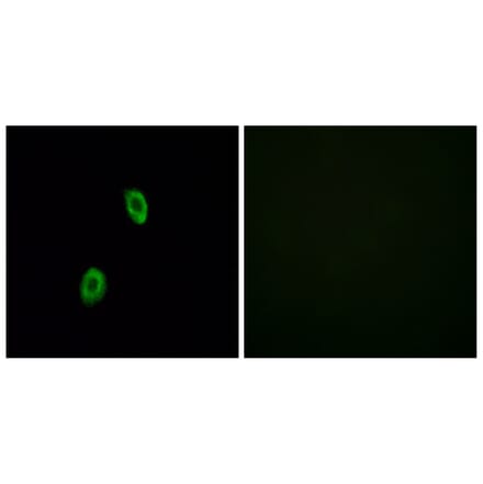 Immunofluorescence - Anti-OR1D2 Antibody (G516) - Antibodies.com